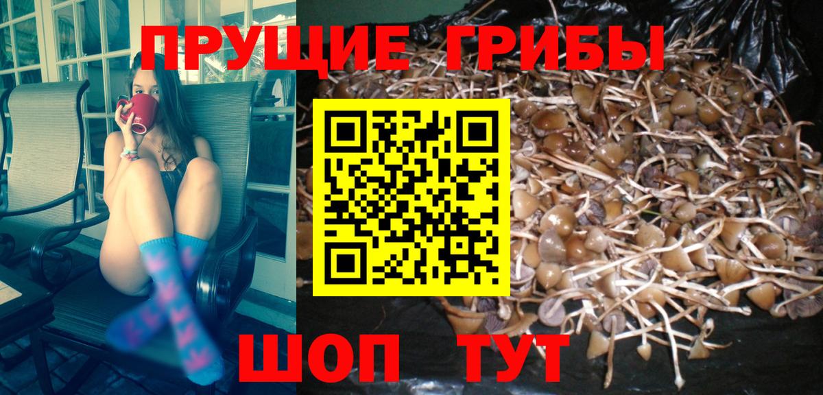 Псилоцибиновые грибы мицелий Майкоп